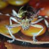 Monochamus galloprovincialis